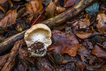 Various mushrooms fungus in the colorful autumn forest