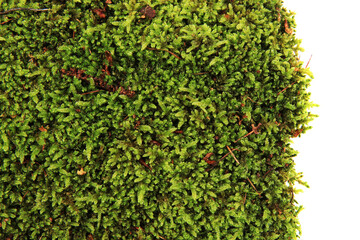 green moss texture isolated