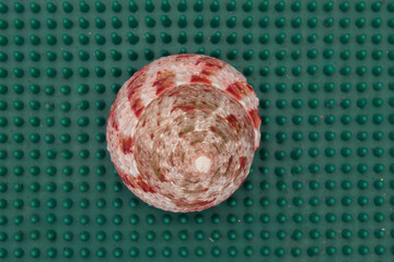 Nautilus shell on a green background