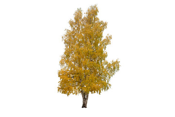 Fototapeta premium autumn tree isolated on white