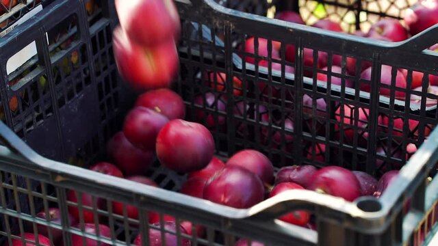 Filling plastic box with red apples. Picked fruits arranged into containers on farm. Concept of harvest