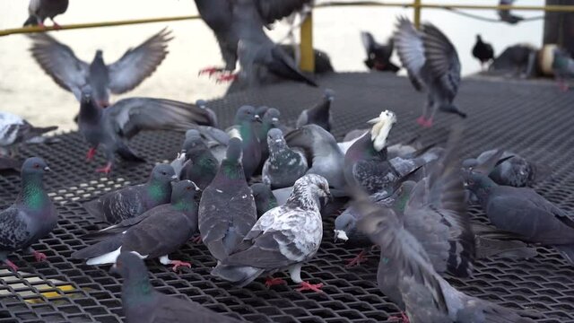 Group of Rock Dove Pigeons eating and feeding with a piece of bread in Bangkok city, Thailand