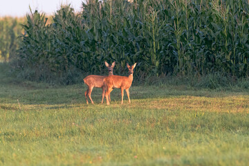 Rehe