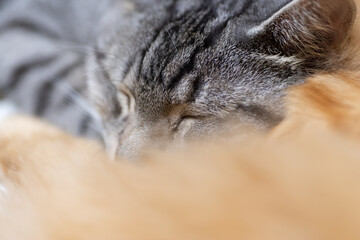 ぐっすり眠る猫　サバトラ猫