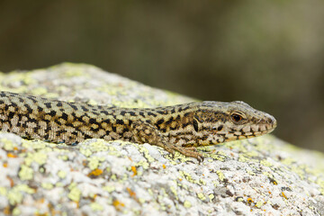 Podarcis muralis, common wall lizard, reptile on the rock, Girona, Spain