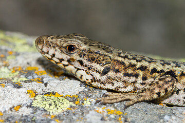 Lagartija roquera (Podarcis muralis), detalle macro de la cabeza sobre la roca.