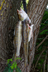 Raw zander,large gutted fish.Cooking over a campfire. Zander.Fishing adventures, Hike, summer...