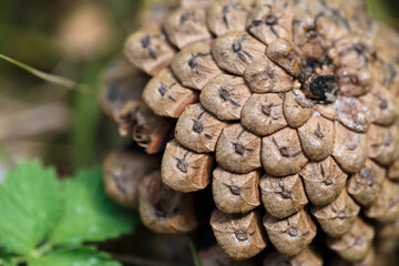 Close-up of the back of a pine cone, showing the patterns of the fibonacci numbers.Pine Cones nice and dry.horizontal full frame macro of a cone