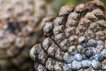 Close-up of the back of a pine cone, showing the patterns of the fibonacci numbers.Pine Cones nice and dry.horizontal full frame macro of a cone