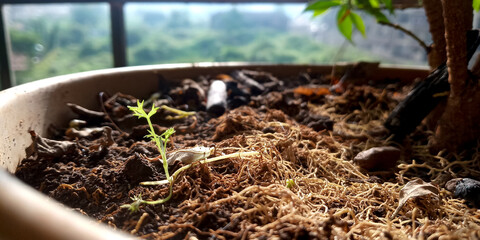 close up image of seedling in the ground showing lots of plant roots