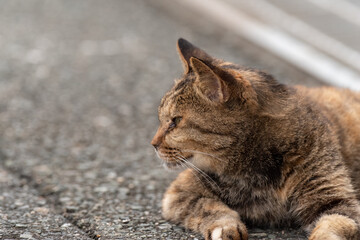 くつろぐ野良猫　サビネコ
