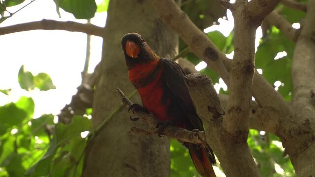 Parrot's, Macaw Parrot on tree