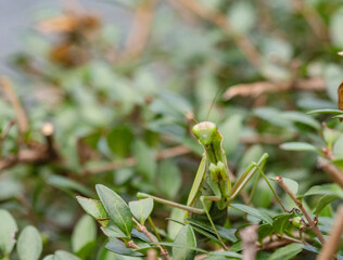 closeup of an adult specimen of praying mantis camouflaged among the leaves of a hedge