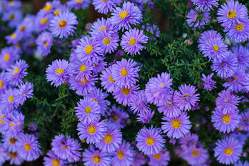 Small garden violet Astra flowers. Group of Alpine asters Aster Alpinus. Close-up photo. Full frame. Background - obrazy, fototapety, plakaty
