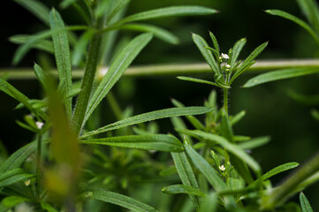 Galium - Dogwood with a detail of a white flower and green leaves.