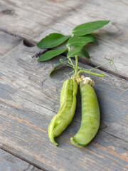 Pea pods with leaves on a wooden table in the garden on a summer day