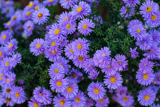 Small garden violet Astra flowers. Group of Alpine asters Aster Alpinus. Close-up photo. Full frame. Background