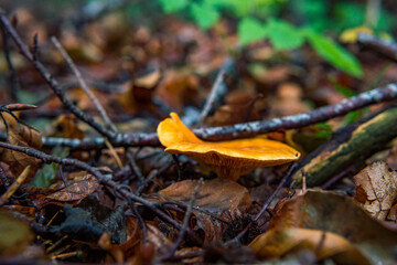 Various mushrooms fungus in the colorful autumn forest