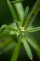 Galium - Dogwood with a detail of a white flower and green leaves.