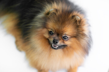 Portrait of young red spitz on white background. Copy space.