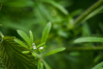 Galium - Dogwood with a detail of a white flower and green leaves.