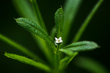 Galium - Dogwood with a detail of a white flower and green leaves.