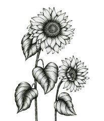sunflower hand drawn illustration isolated on white, black and white floral ink pen sketch, vintage monochrome realistic sunflowers drawing