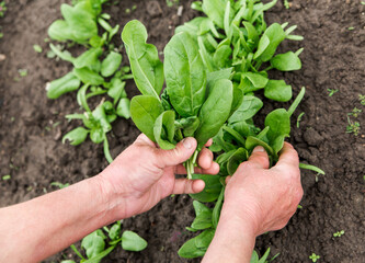 Naklejka na ściany i meble fresh green spinach from a garden bed in women hands. farming and growing vegetables concept