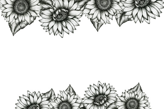 black and white sunflowers frame card design, festive floral template for wedding, invitations or celebrations, monochrome sunflower design, vintage floral ink art