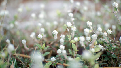 wild flowers