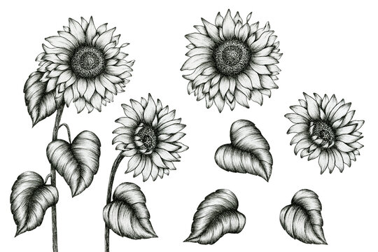 sunflower hand drawn ink art set isolated on white, black and white floral ink pen sketch, vintage monochrome realistic sunflowers drawing, sunflower elements