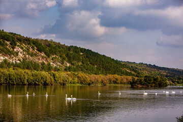 Very beautiful  white swans floating in lake , peaceful moment. Wild nature with birds.