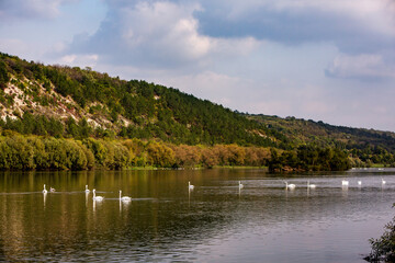 Fototapeta na wymiar Very beautiful white swans floating in lake , peaceful moment. Wild nature with birds.