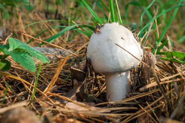 Single wild mushroom Agaricus in the forest in clearing between pine needles closeup
