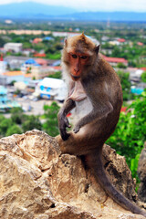 portrait of monkey sitting on a rock