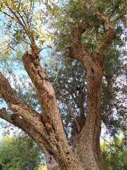 tree in the turia park of valencia