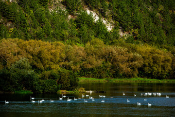 Very beautiful  white swans floating in lake , peaceful moment. Wild nature with birds.