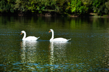 Very beautiful  white swans floating in lake , peaceful moment. Wild nature with birds.