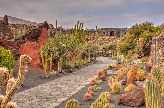 Cactus garden in Lanzarote, HDR Image
