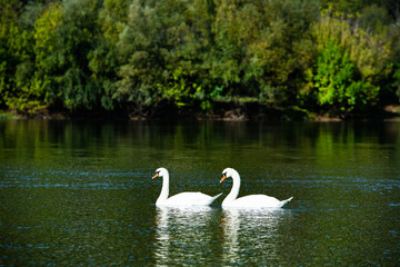 Very beautiful  white swans floating in lake , peaceful moment. Wild nature with birds.