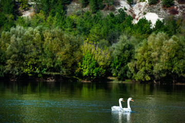 Very beautiful  white swans floating in lake , peaceful moment. Wild nature with birds.