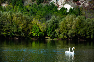 Very beautiful  white swans floating in lake , peaceful moment. Wild nature with birds.