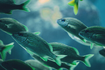 fish in aquarium