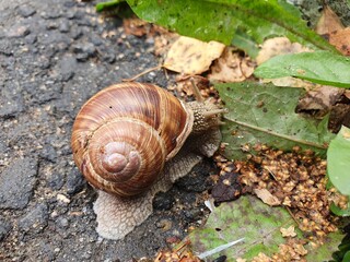 🐌 улитка