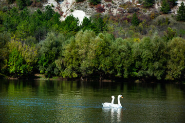 Very beautiful  white swans floating in lake , peaceful moment. Wild nature with birds.