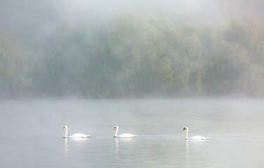 Very beautiful  white swans floating in lake , peaceful moment. Wild nature with birds.