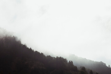 Forêt de pins montagneux pris dans la brume matinale