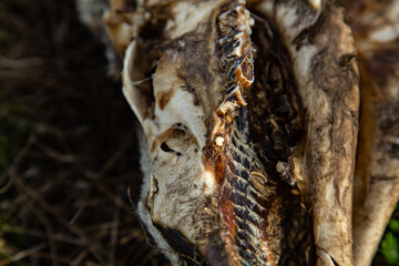 Detalle de calavera de oveja muerta deteriorada