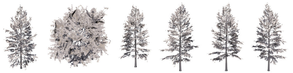 Set or collection of drawings of Pine group  trees isolated on white background . Concept or conceptual 3d illustration for nature, ecology and conservation, strength and endurance, force and life