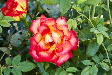 red and yellow rose